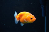 Ranchu  Sakura 2.5 Inch (ID#1126R1c-79) Free2Day SHIPPING