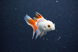 2Pack Baby Thai Oranda   2 Inch (ID#1029ToPTD-19) Free2Day SHIPPING