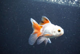 2Pack Baby Thai Oranda   2 Inch (ID#1029ToPTD-19) Free2Day SHIPPING