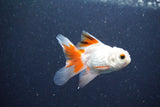 2Pack Baby Thai Oranda   2 Inch (ID#1029ToPTD-19) Free2Day SHIPPING