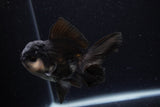 Juvenile Thai Oranda  Panda 4 Inch (ID#0110T13b-90) Free2Day SHIPPING