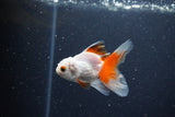 2Pack Baby Thai Oranda   2 Inch (ID#1029ToPTD-19) Free2Day SHIPPING