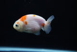 Ranchu  Sakura 3 Inch (ID#1126R1c-80) Free2Day SHIPPING