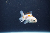 2Pack Baby Thai Oranda   2 Inch (ID#1029ToPTD-19) Free2Day SHIPPING