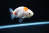 Ranchu  Sakura 3 Inch (ID#1126R1c-80) Free2Day SHIPPING