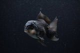 Juvenile Thai Oranda  Panda 4 Inch (ID#0110T13b-90) Free2Day SHIPPING