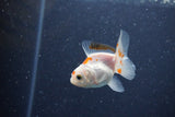 2Pack Baby Thai Oranda   2 Inch (ID#1029ToPTD-19) Free2Day SHIPPING