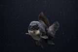 Juvenile Thai Oranda  Panda 4 Inch (ID#0110T13b-90) Free2Day SHIPPING