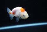 Ranchu  Sakura 3 Inch (ID#1126R1c-80) Free2Day SHIPPING