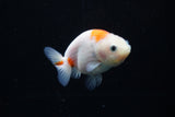 Ranchu  Sakura 3 Inch (ID#1126R1c-80) Free2Day SHIPPING