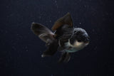 Juvenile Thai Oranda  Panda 4 Inch (ID#0110T13b-90) Free2Day SHIPPING