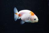 Ranchu  Sakura 3 Inch (ID#1126R1c-80) Free2Day SHIPPING