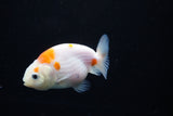 Ranchu  Sakura 3 Inch (ID#1126R1c-80) Free2Day SHIPPING