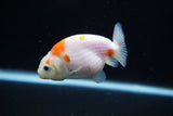 Ranchu  Sakura 3 Inch (ID#1126R1c-80) Free2Day SHIPPING