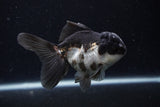 Juvenile Thai Oranda  Panda 4 Inch (ID#0110T13b-91) Free2Day SHIPPING