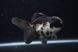 Juvenile Thai Oranda  Panda 4 Inch (ID#0110T13b-91) Free2Day SHIPPING