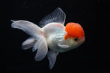 Thai Oranda  Red Cap 4 Inch (ID#1122To13a-46) Free2Day SHIPPING