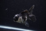 Juvenile Thai Oranda  Panda 4 Inch (ID#0110T13b-91) Free2Day SHIPPING