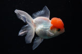 Thai Oranda  Red Cap 4 Inch (ID#1122To13a-46) Free2Day SHIPPING