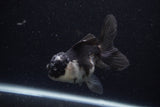 Juvenile Thai Oranda  Panda 4 Inch (ID#0110T13b-91) Free2Day SHIPPING