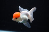 Thai Oranda  Red Cap 4 Inch (ID#1122To13a-46) Free2Day SHIPPING