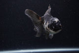 Juvenile Thai Oranda  Panda 4 Inch (ID#0110T13b-91) Free2Day SHIPPING