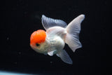 Thai Oranda  Red Cap 4 Inch (ID#1122To13a-46) Free2Day SHIPPING