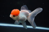 Thai Oranda  Red Cap 4 Inch (ID#1122To13a-46) Free2Day SHIPPING