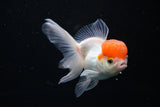 Thai Oranda  Red Cap 4 Inch (ID#1122To13a-46) Free2Day SHIPPING