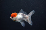 Juvenile Thai Oranda  Tricolor 3.5 Inch (ID#0110T13b-92) Free2Day SHIPPING