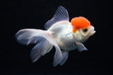 Thai Oranda  Red Cap 4 Inch (ID#1122To13a-46) Free2Day SHIPPING