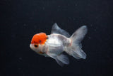 Juvenile Thai Oranda  Tricolor 3.5 Inch (ID#0110T13b-92) Free2Day SHIPPING