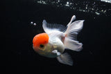 Thai Oranda  Red Cap 4 Inch (ID#1122To13a-46) Free2Day SHIPPING