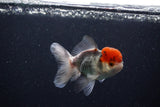 Juvenile Thai Oranda  Tricolor 3.5 Inch (ID#0110T13b-92) Free2Day SHIPPING