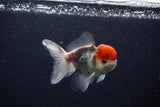 Juvenile Thai Oranda  Tricolor 3.5 Inch (ID#0110T13b-92) Free2Day SHIPPING