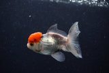 Juvenile Thai Oranda  Tricolor 3.5 Inch (ID#0110T13b-92) Free2Day SHIPPING