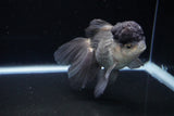 Thai Oranda Black Cap Panda 5 Inch (ID#1122To13a-47) Free2Day SHIPPING