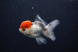 Juvenile Thai Oranda  Tricolor 3.5 Inch (ID#0110T13b-92) Free2Day SHIPPING