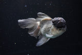 Thai Oranda Black Cap Panda 5 Inch (ID#1122To13a-47) Free2Day SHIPPING