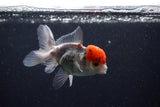 Juvenile Thai Oranda  Tricolor 3.5 Inch (ID#0110T13b-92) Free2Day SHIPPING