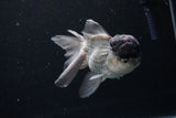 Thai Oranda Black Cap Panda 5 Inch (ID#1122To13a-47) Free2Day SHIPPING