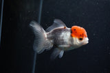 Juvenile Thai Oranda  Tricolor 3.5 Inch (ID#0110T13b-92) Free2Day SHIPPING