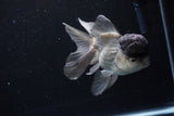 Thai Oranda Black Cap Panda 5 Inch (ID#1122To13a-47) Free2Day SHIPPING