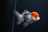 Juvenile Thai Oranda  Tricolor 3.5 Inch (ID#0110T13b-92) Free2Day SHIPPING