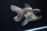 Thai Oranda Black Cap Panda 5 Inch (ID#1122To13a-47) Free2Day SHIPPING