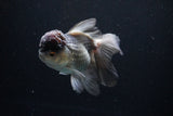 Thai Oranda Black Cap Panda 5 Inch (ID#1122To13a-47) Free2Day SHIPPING