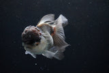 Thai Oranda Black Cap Panda 5 Inch (ID#1122To13a-47) Free2Day SHIPPING