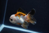 Juvenile Thai Oranda  Tricolor 3.5 Inch (ID#0110T13b-93) Free2Day SHIPPING