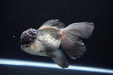 Thai Oranda Black Cap Panda 5 Inch (ID#1122To13a-47) Free2Day SHIPPING