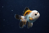 Juvenile Thai Oranda  Tricolor 3.5 Inch (ID#0110T13b-93) Free2Day SHIPPING